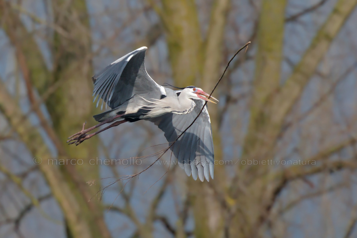 Grey Heron (Ardea cinerea)