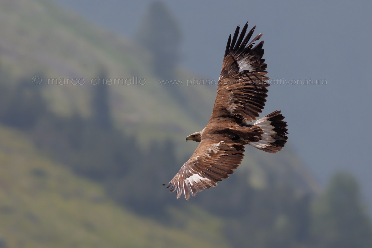 Golden Eagle (Aquila chrysaetos)