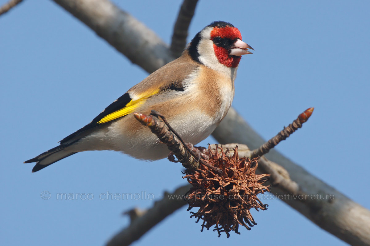 Goldfinch (Carduelis carduelis)