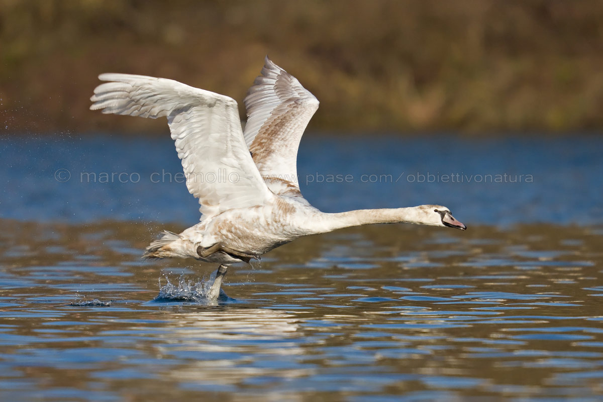 Mute Swan (Cygnus olor)