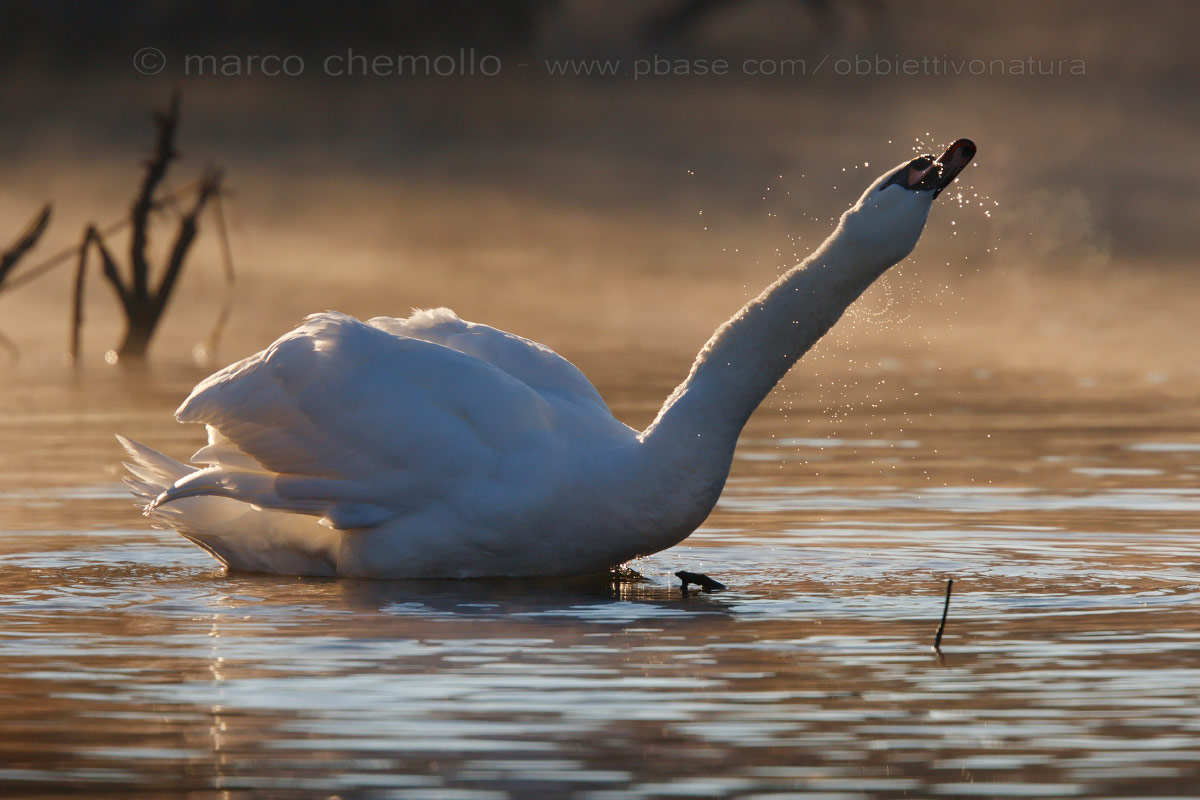 Mute Swan (Cygnus olor)