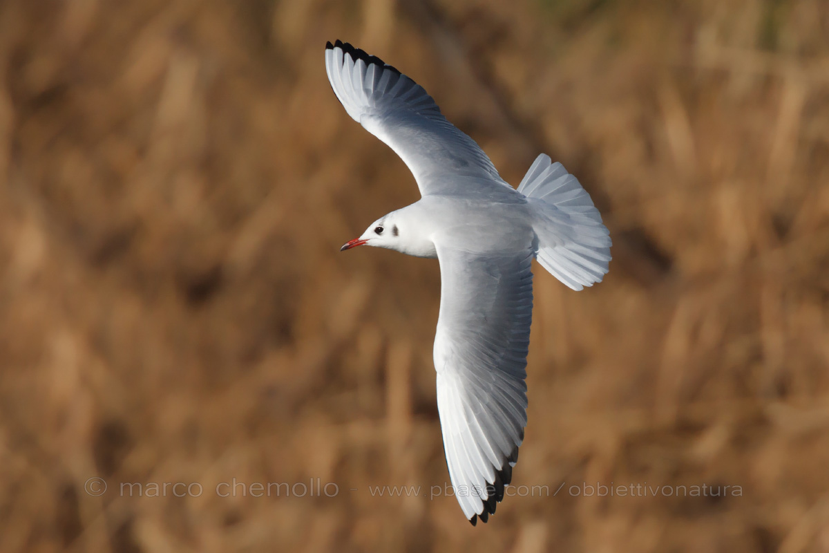 Gull (Chroicocephalus ridibundus)