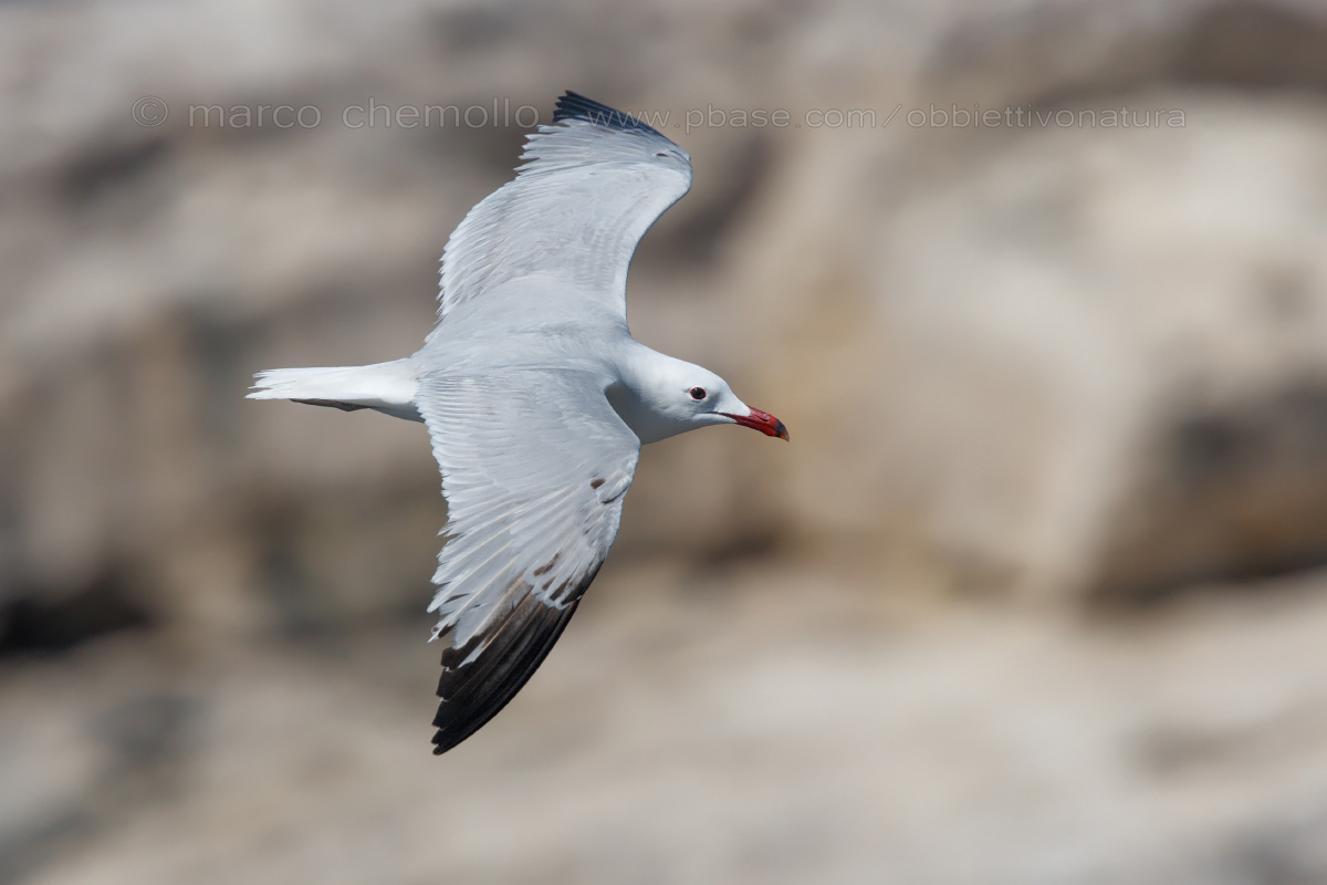 Corsican gull (Larus audouinii)