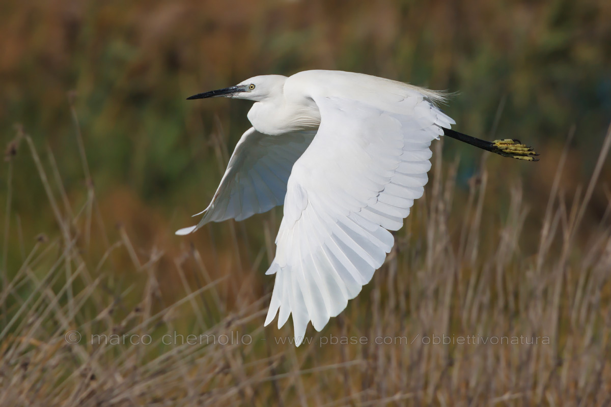 Little Egret (Egretta garzetta)