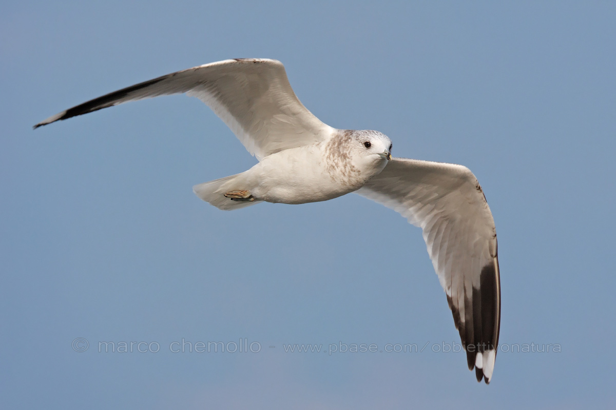 Common Gull (Larus canus)