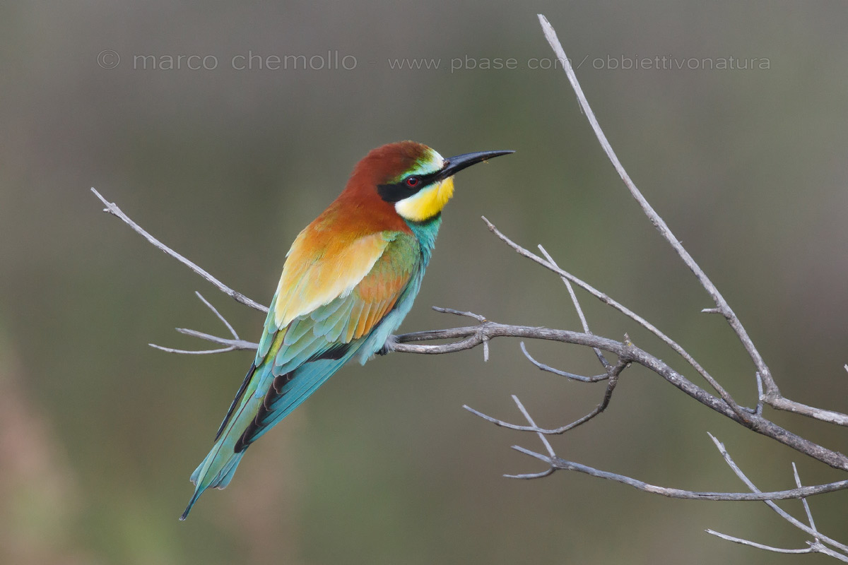 Eater (Merops apiaster)
