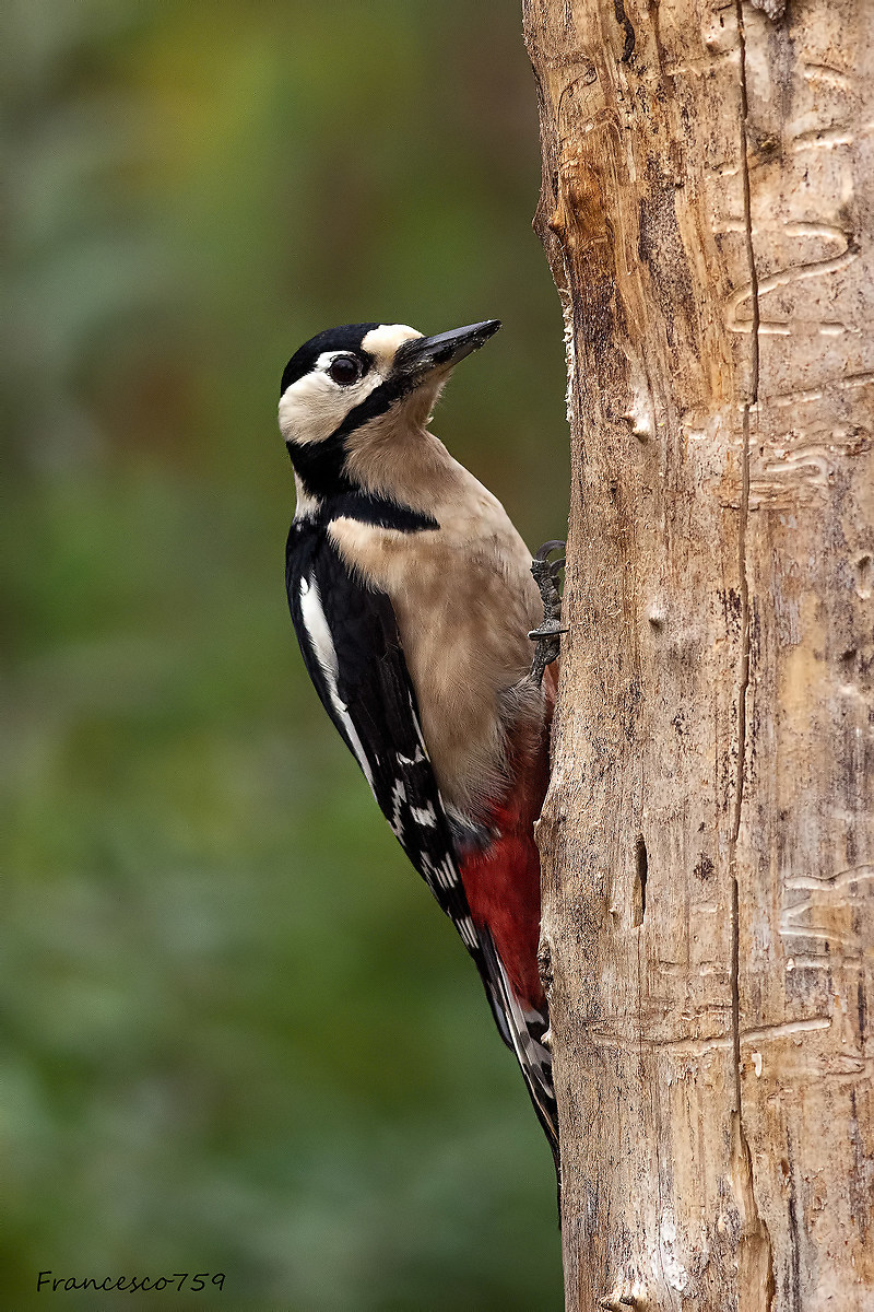 Spotted Woodpecker