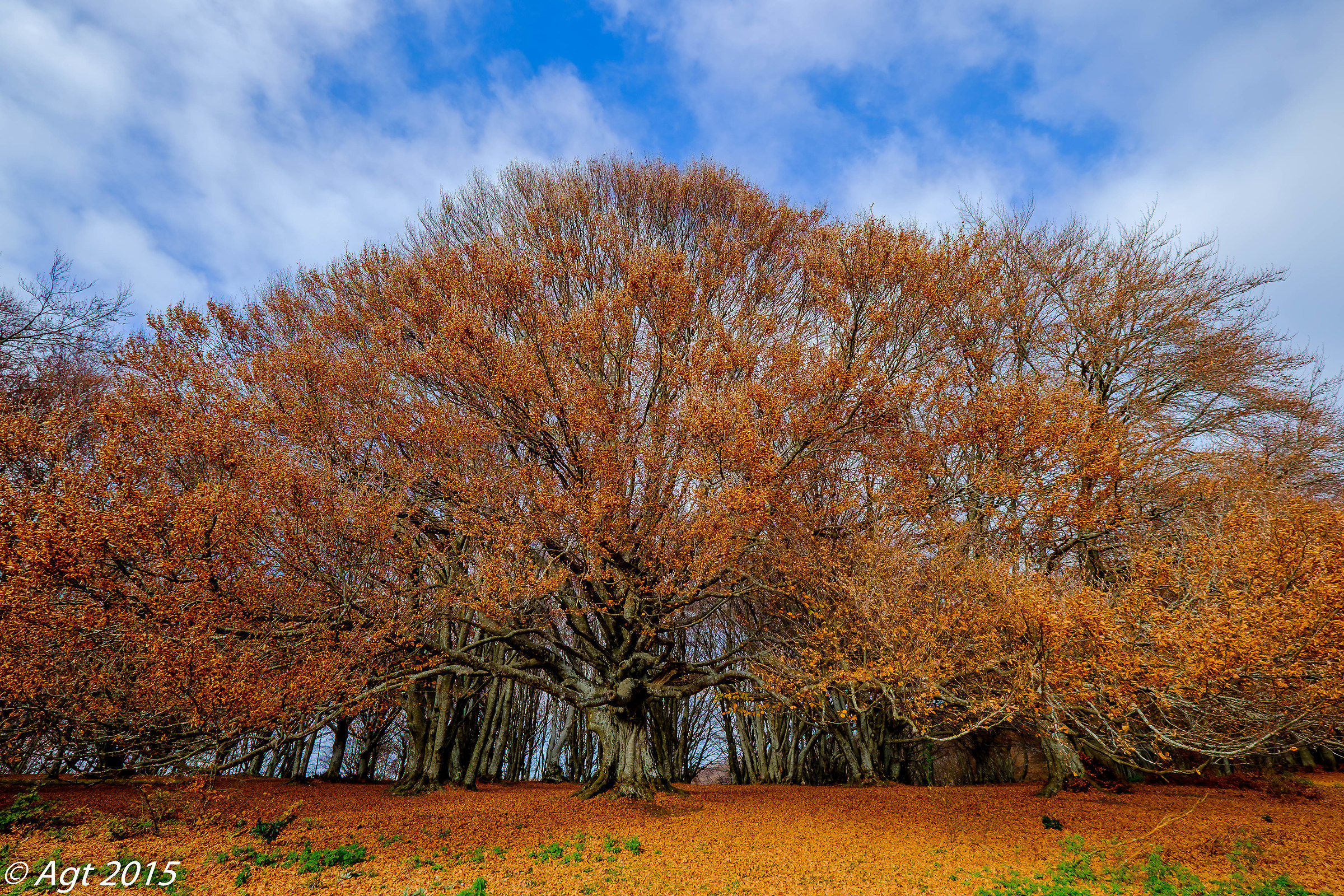 His Majesty the King of beech Canfaito