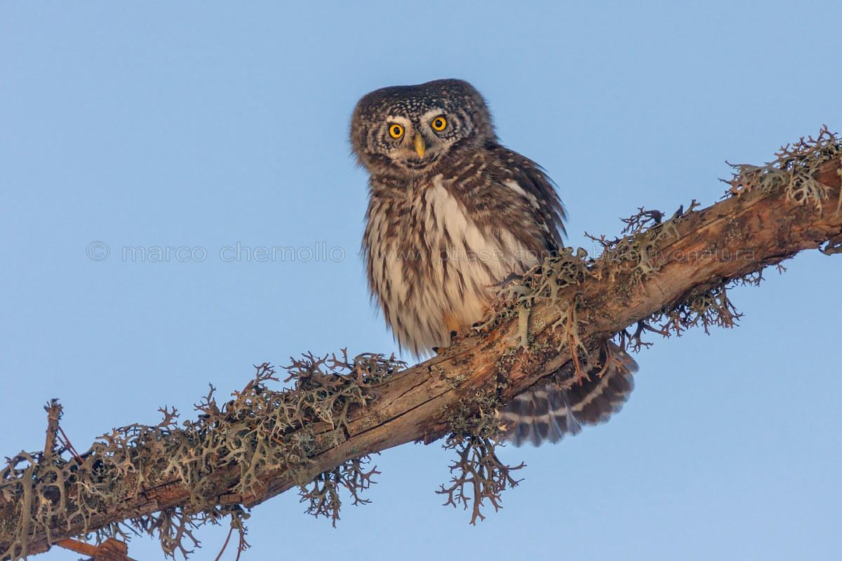 Pygmy Owl (Glaucidium passerinum)