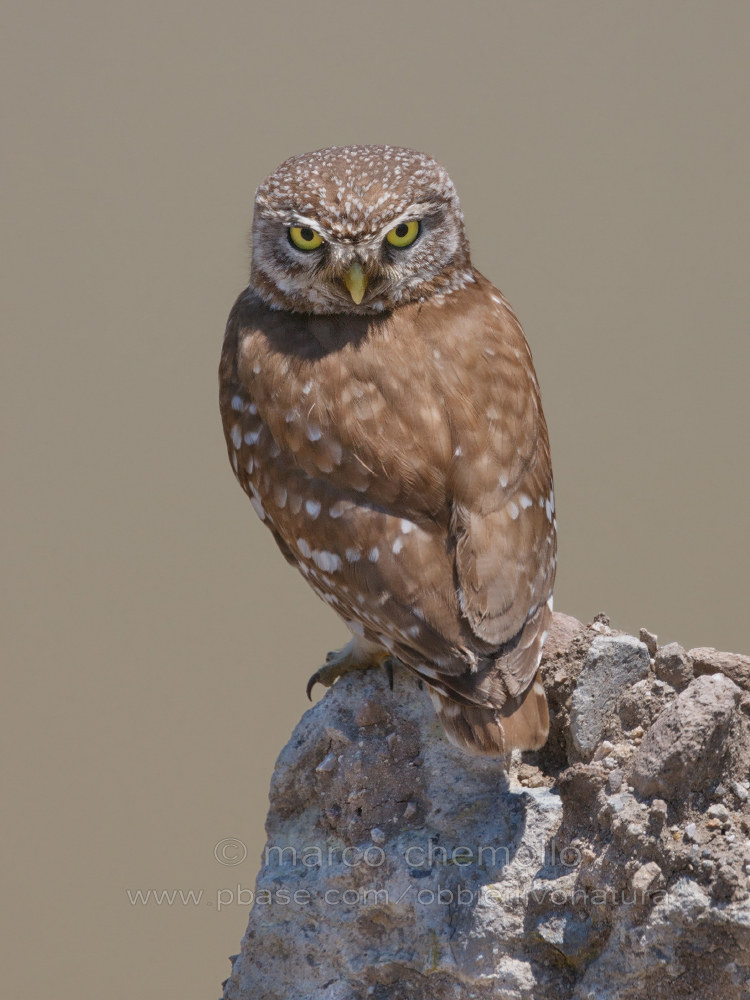 Little Owl (Athene noctua)