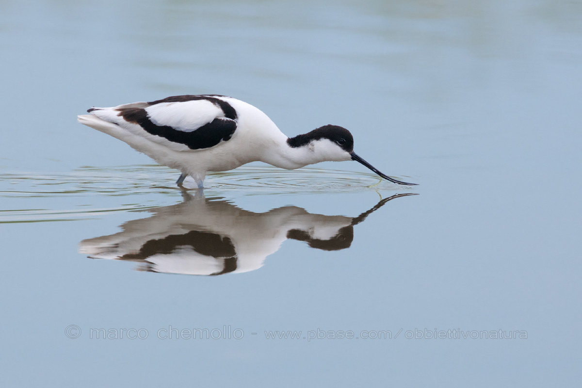 Avocet (Recurvirostra avosetta)