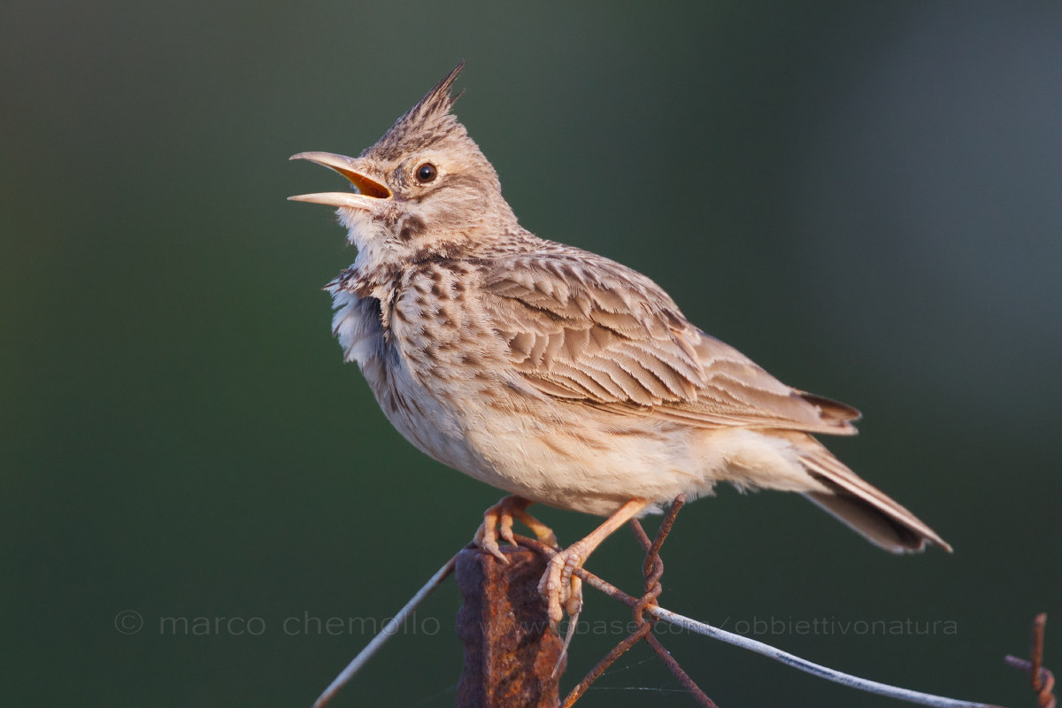 Crested (Galerida cristata)