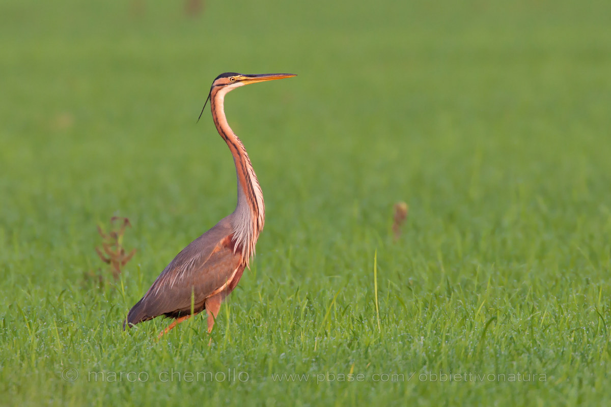 Purple Heron (Ardea purpurea)