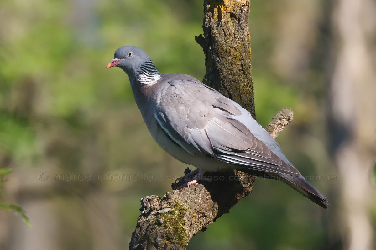 Pigeon (Columba palumbus)