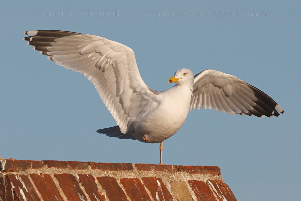 Gull (Larus michahellis)