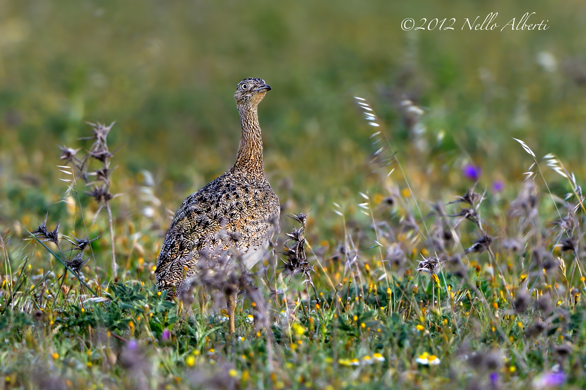female bustard