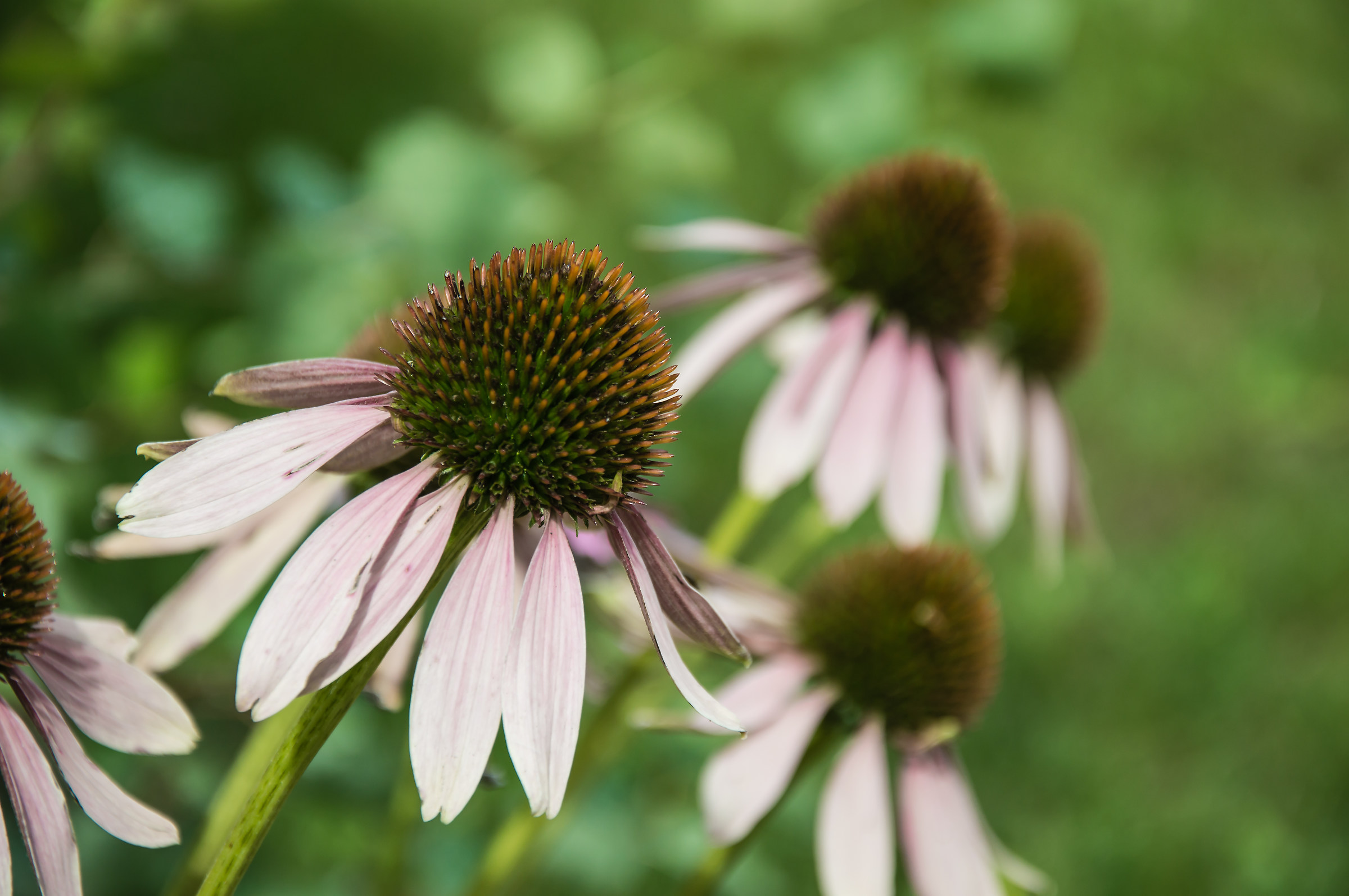 Piccolo mondo floreale