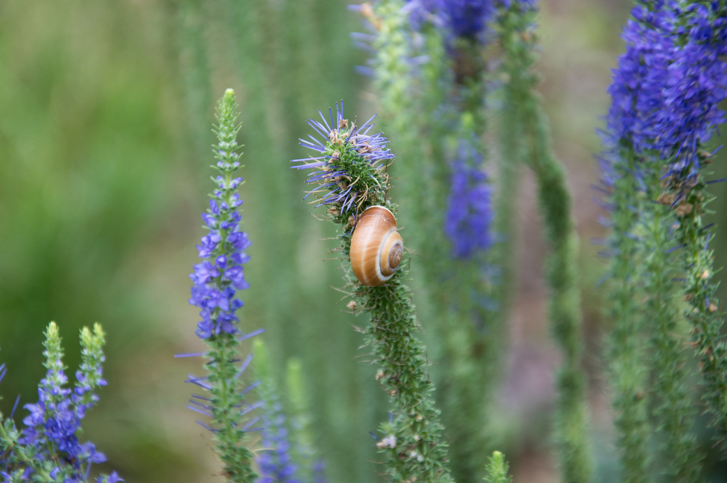 Lumachina tra i lillà