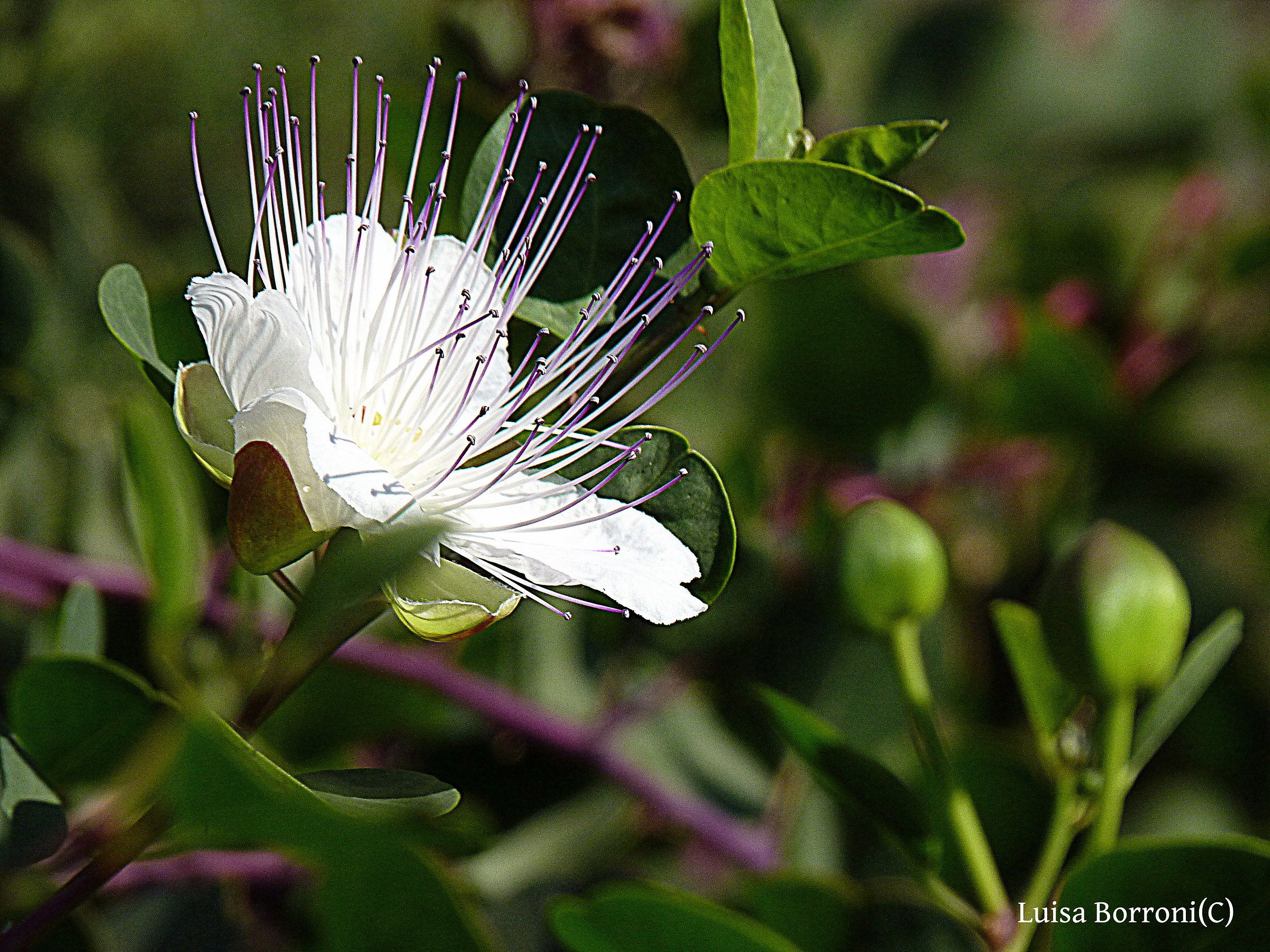 capparis thorny flower