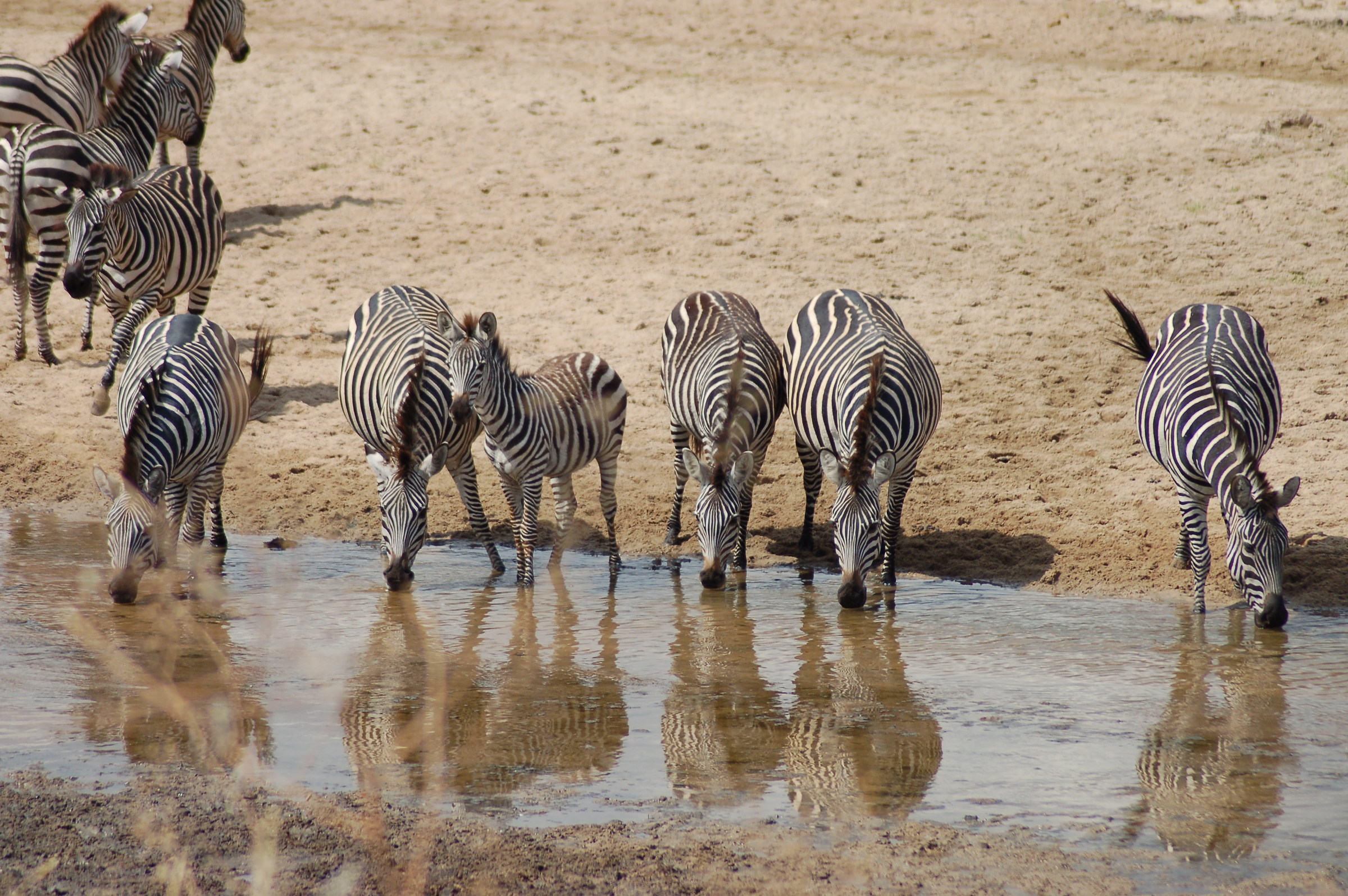 Le zebre si dissetano