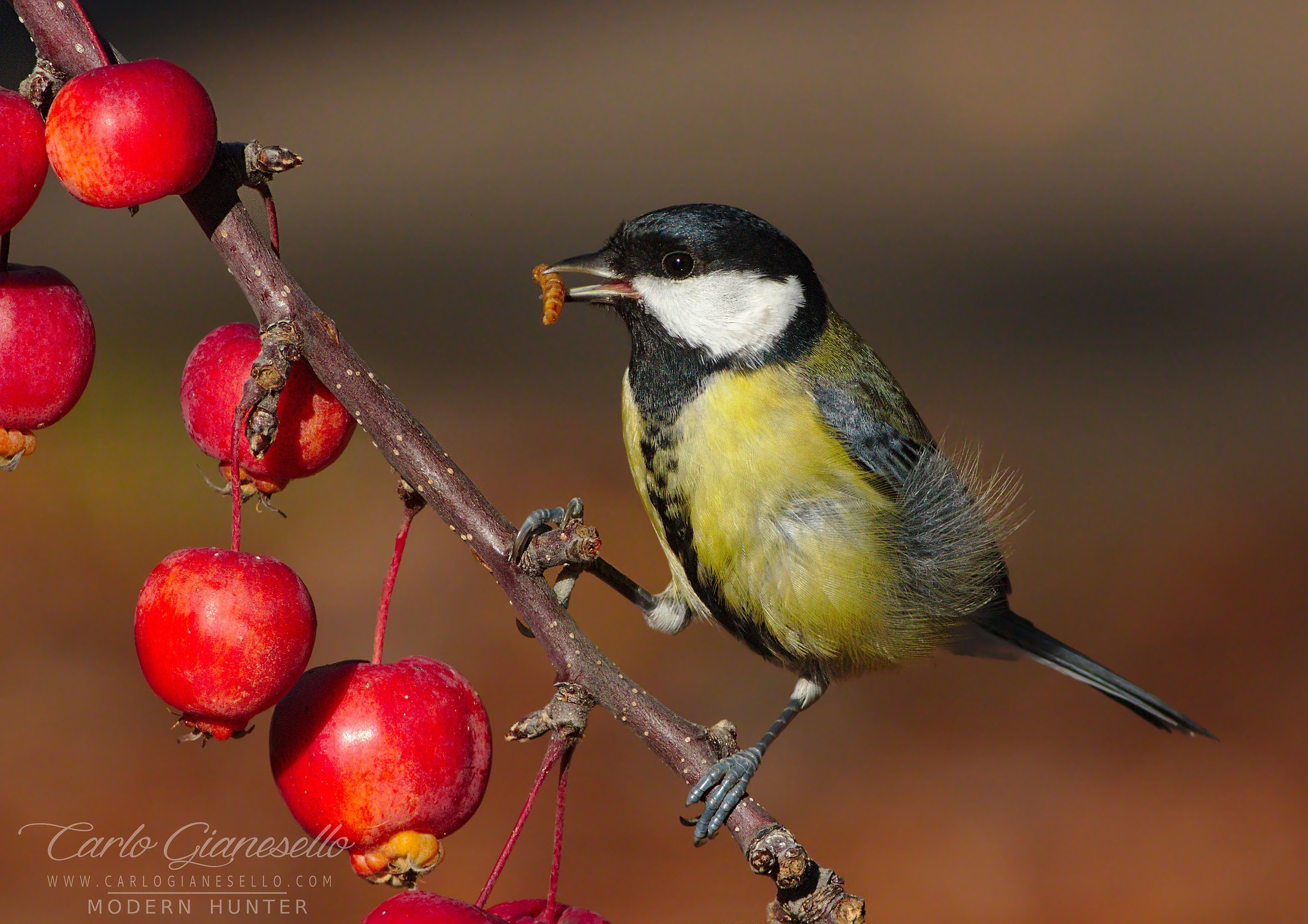 Great Tit (Parus major)