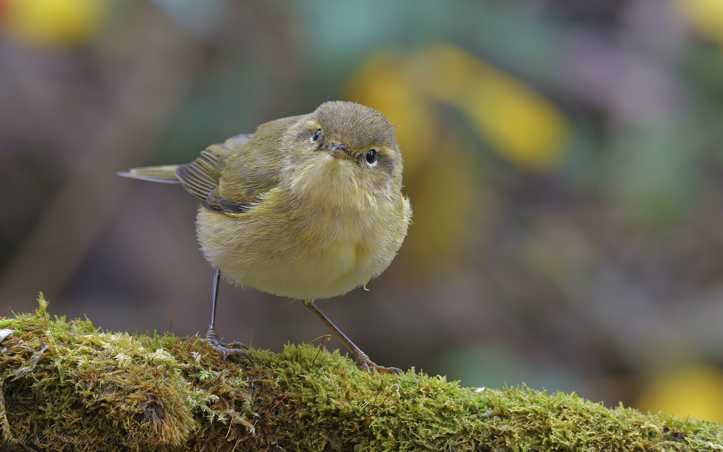 He small (Phylloscopus collybita)