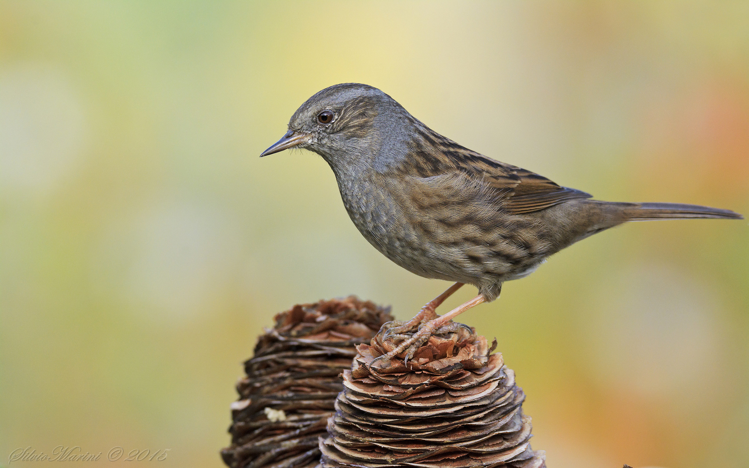 Dunnock (Dunnock)