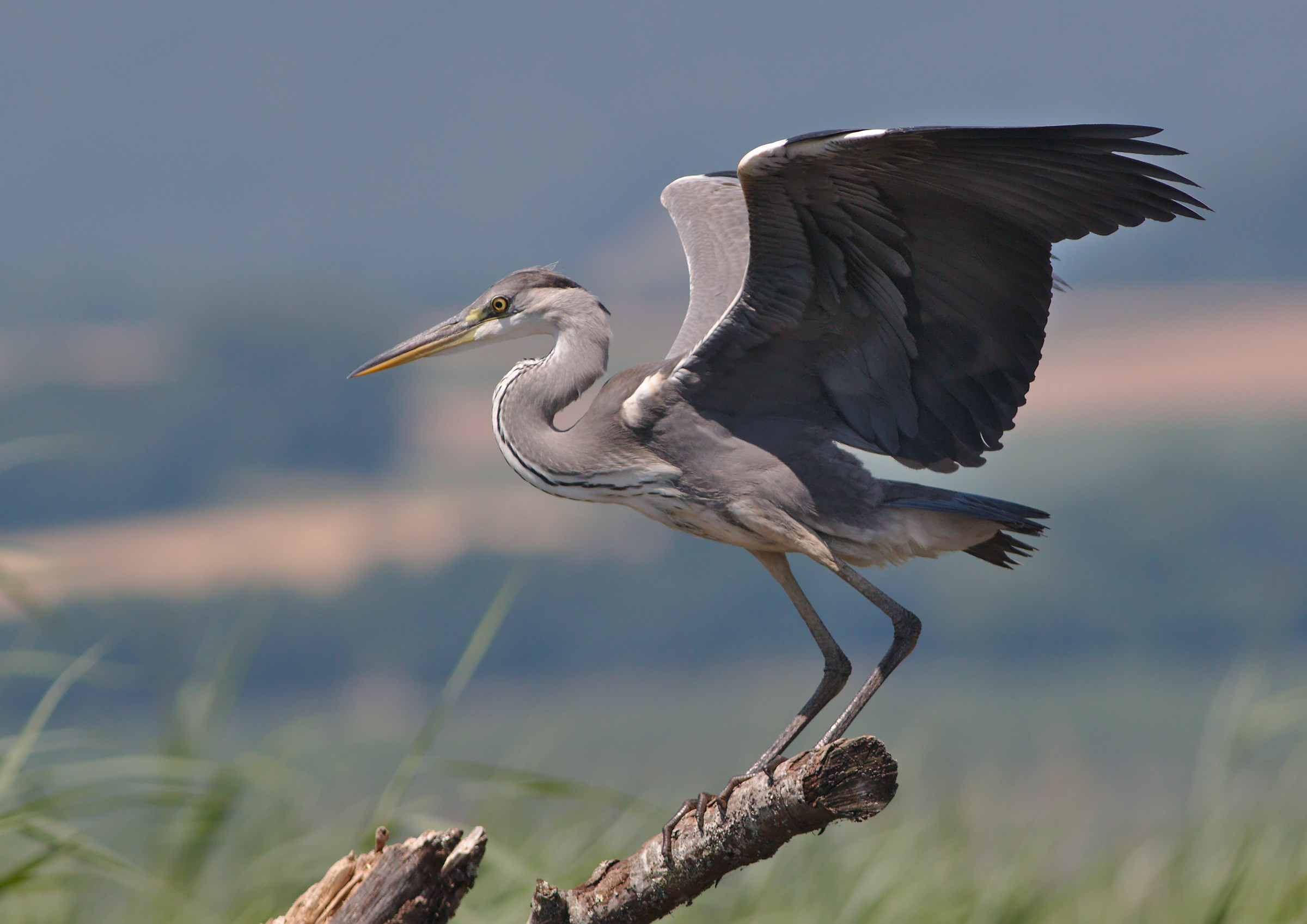Grey Heron (Ardea cinerea)
