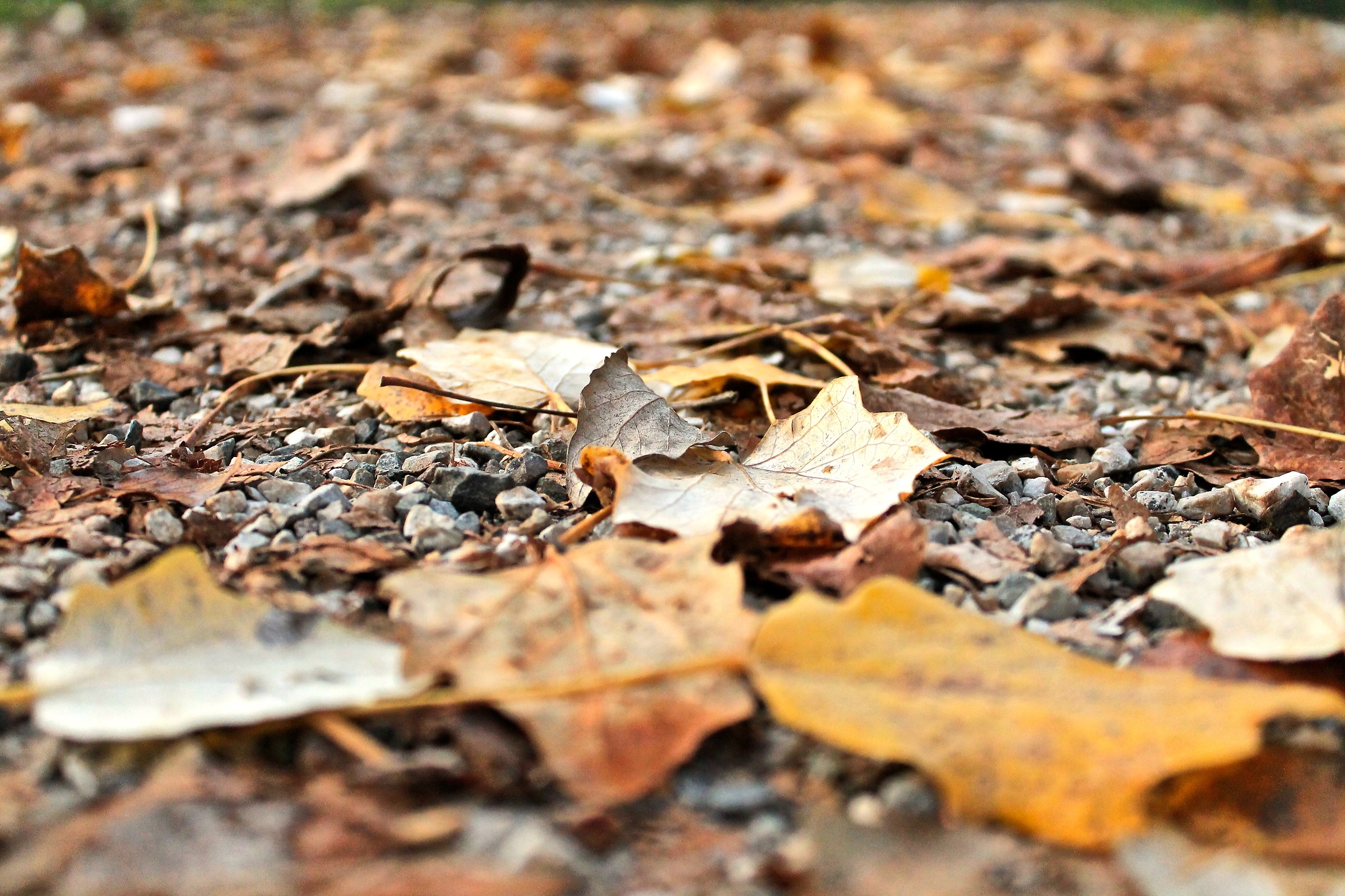 Passeggiata d'autunno