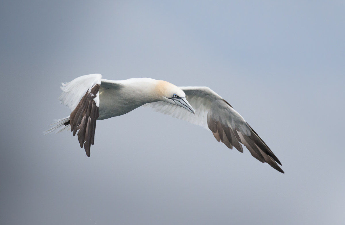 Sir Gannet coming out of the cloud
