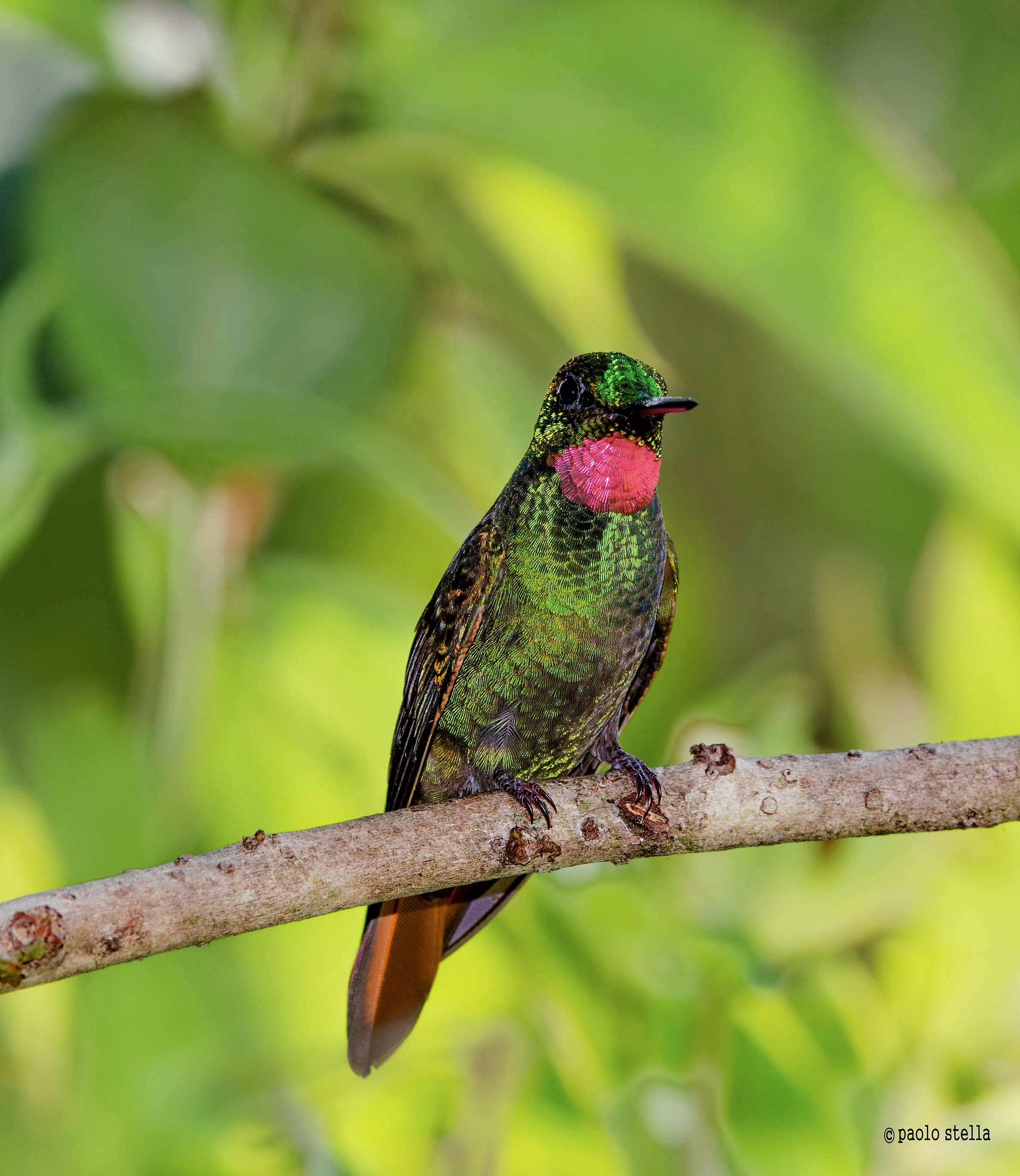 Amethyst woodstar (Calliphlox amethystina)