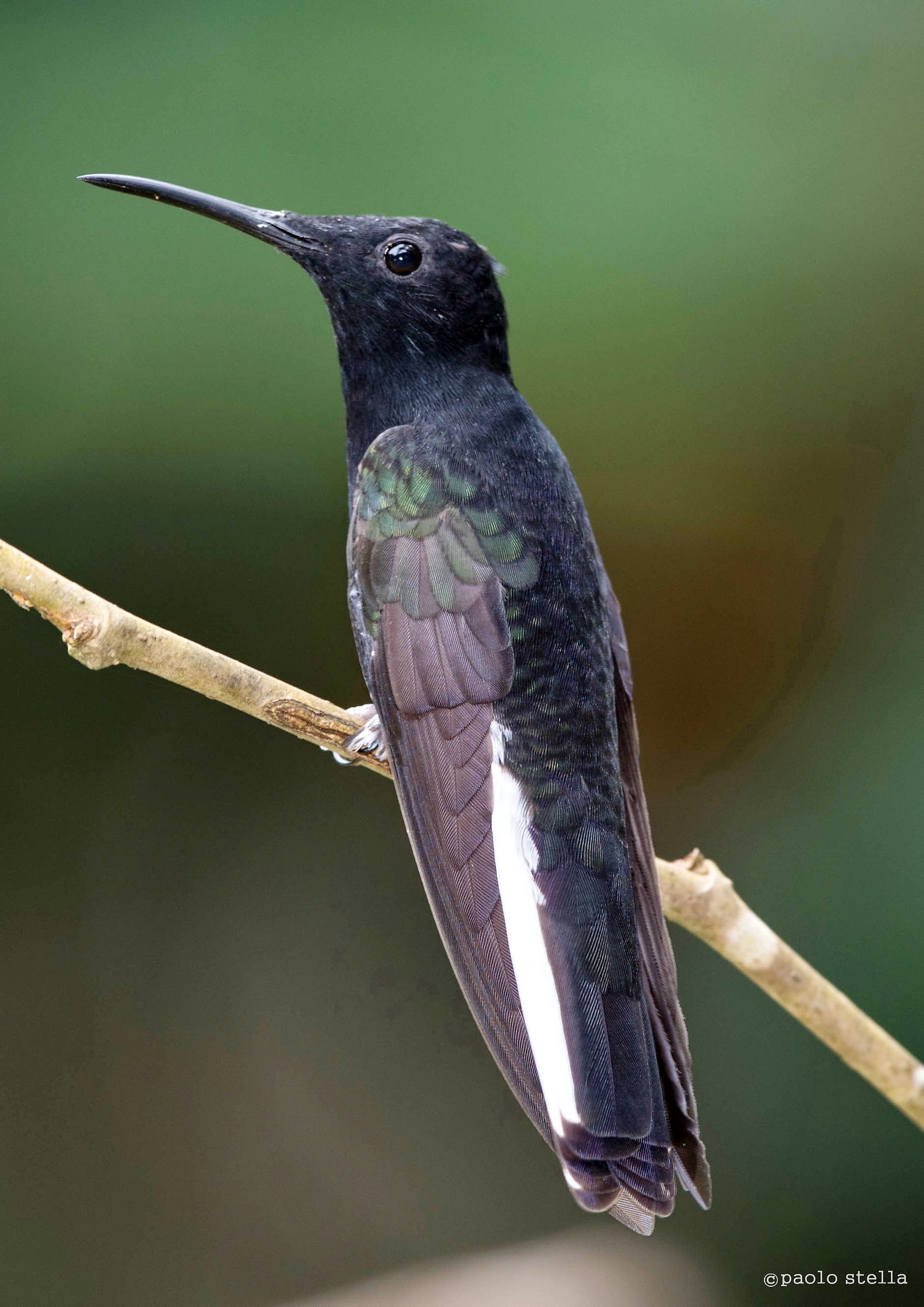 Black-Jacobin (Florisuga Fusca)