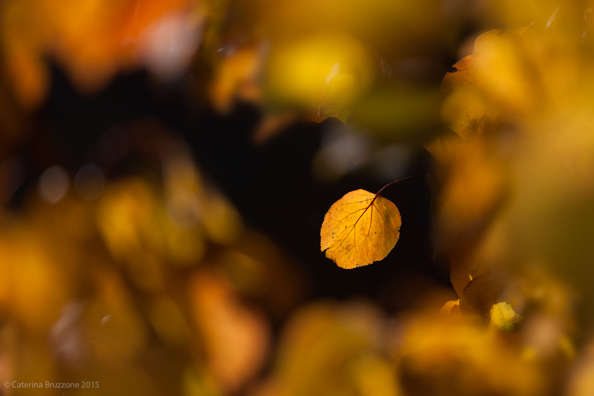 At the heart of Autumn