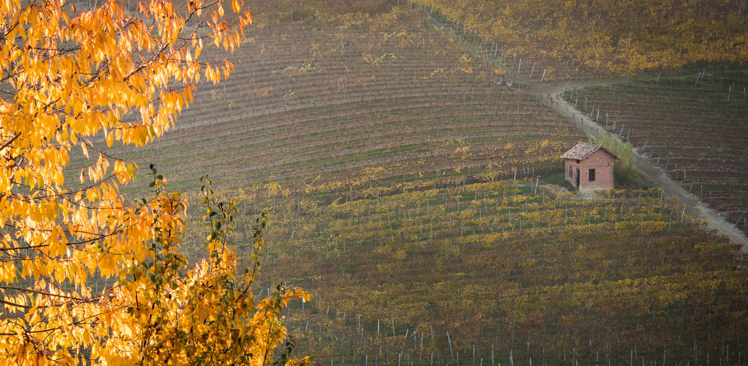 Uno scorcio del Monferrato