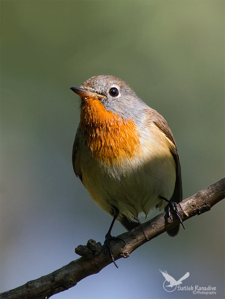 In the "Spotlight"....Red-Breasted Flycatcher.