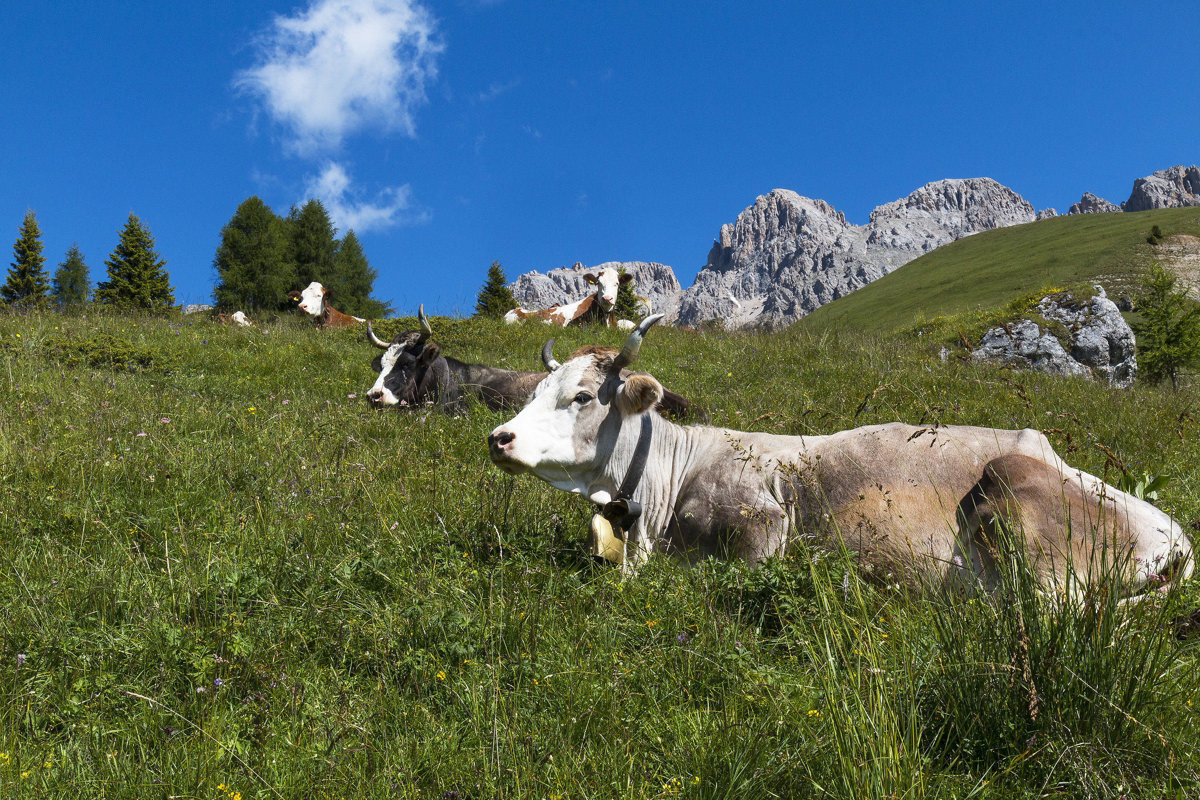 Quies et rumination.