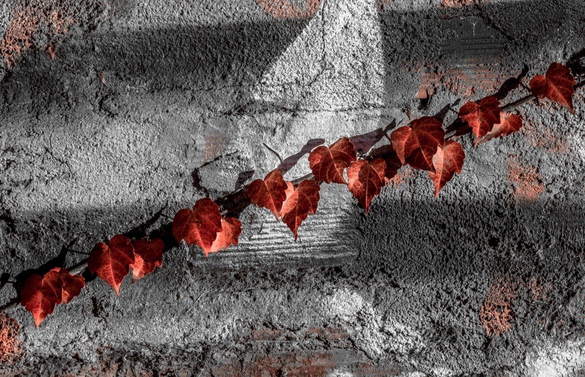 Cutting autumn ................