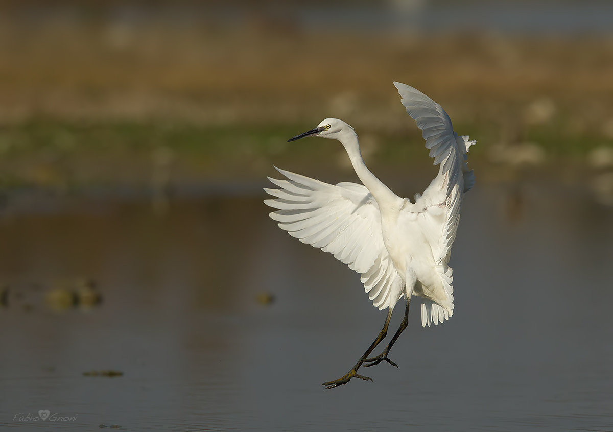 Egret landing