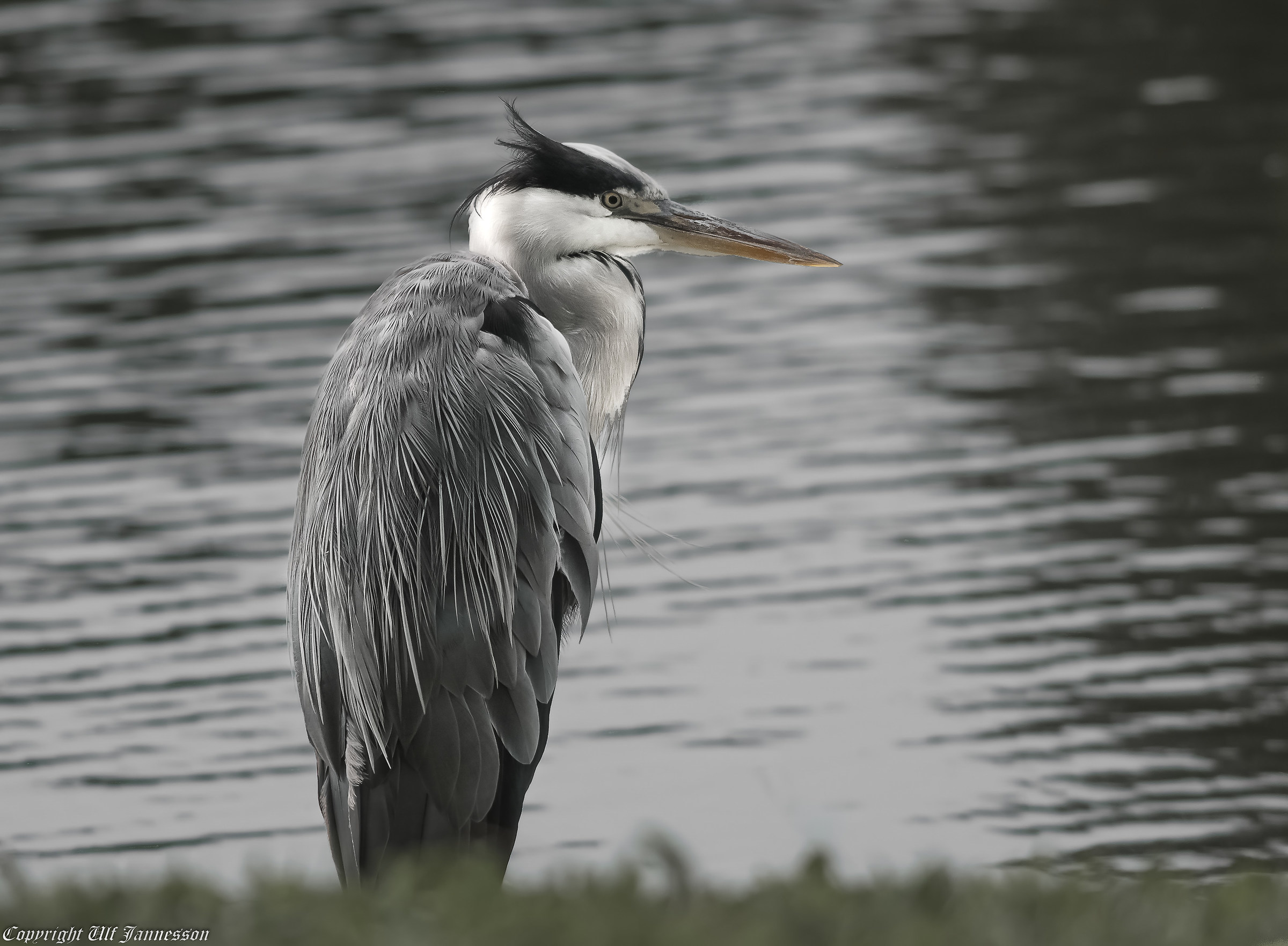 Grey Heron
