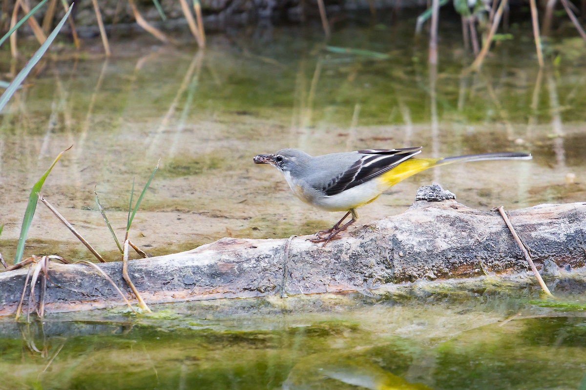 Wagtail