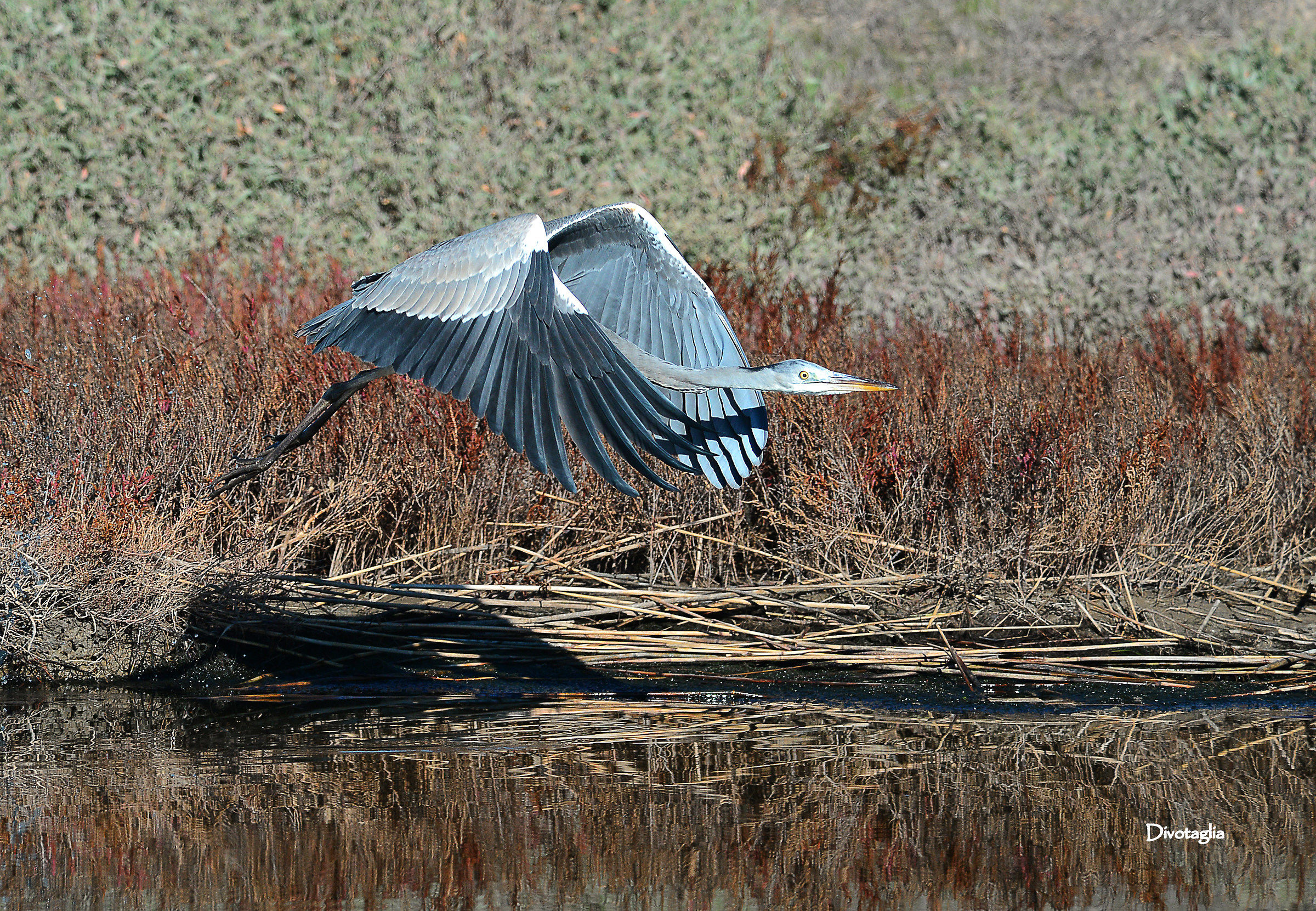 Grey Heron (Ardea cinerea)