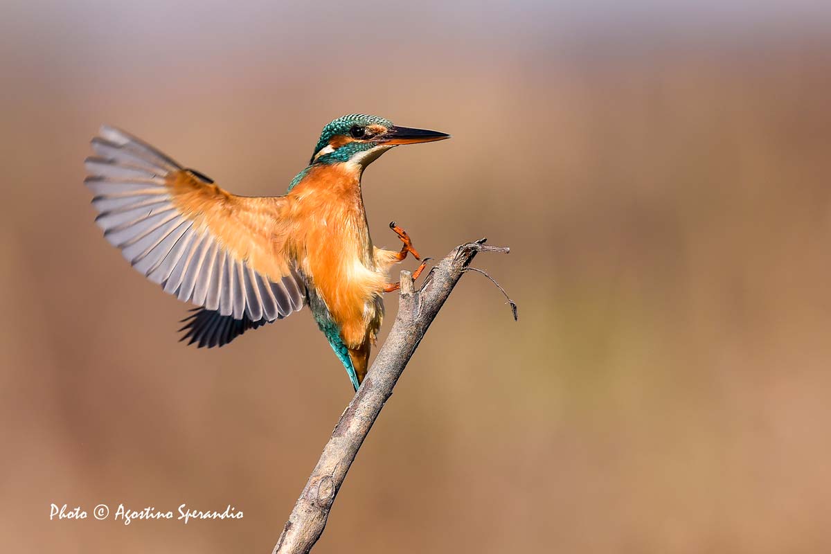 Kingfisher (Alcedo atthis)