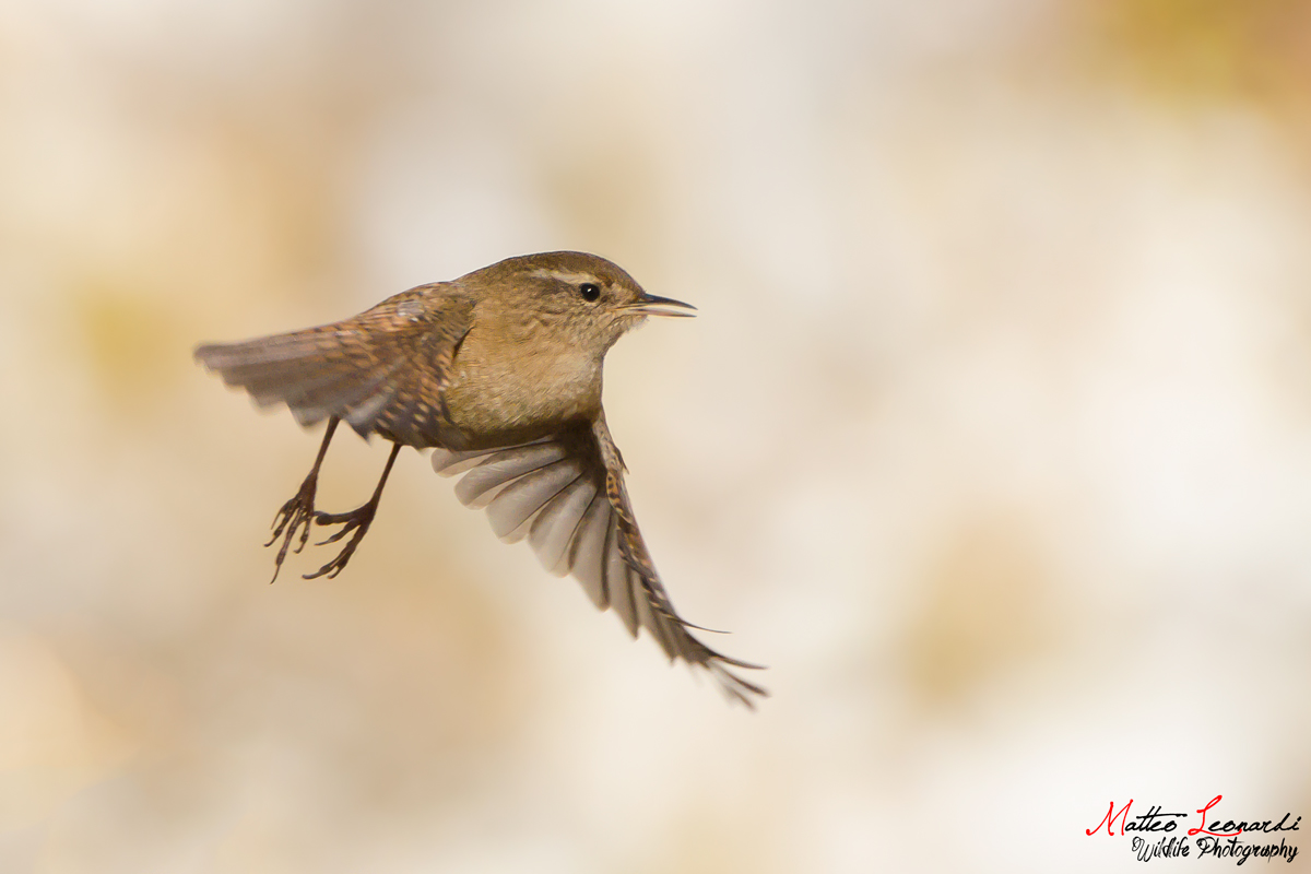 Scricciolo in Volo - Alpi Apuane