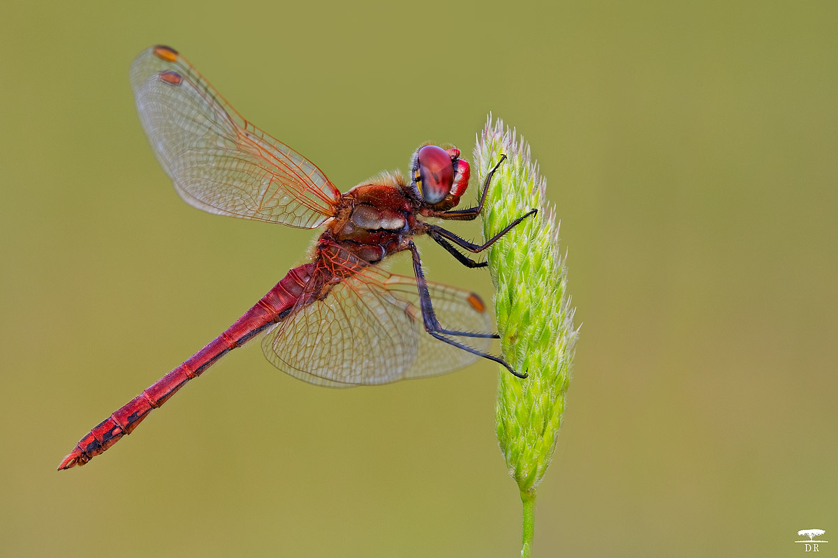 Sympetrum Fonscolombii
