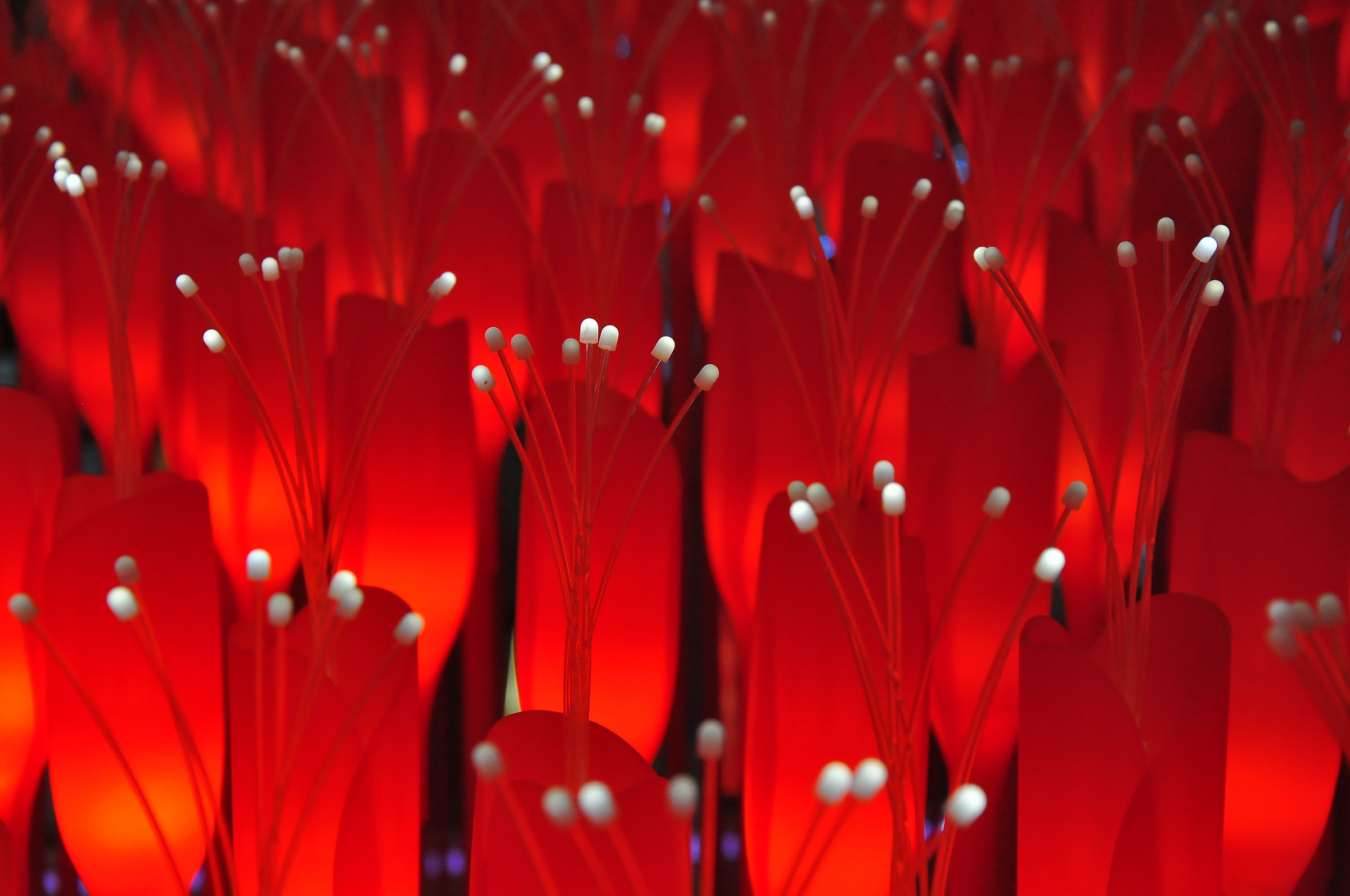 tulipani rosso fuoco