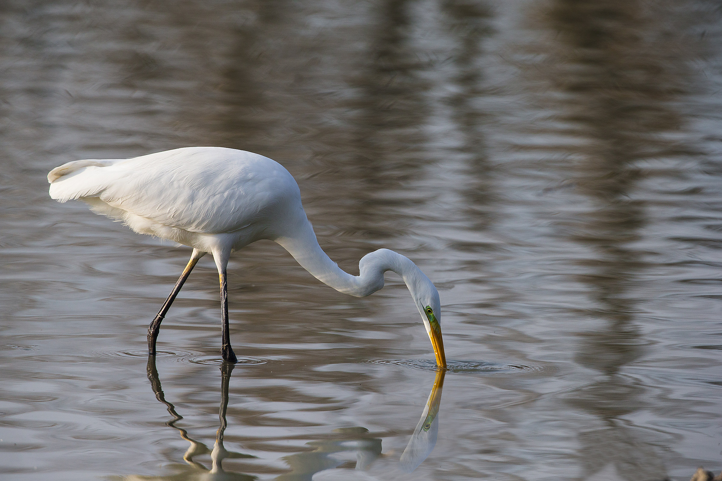 Specchio delle mie brame