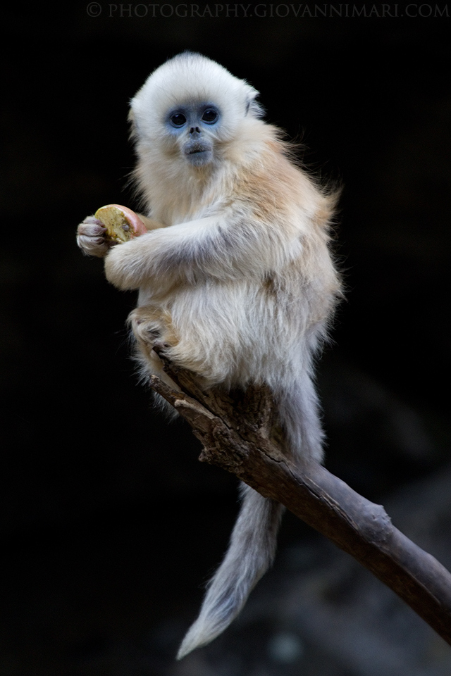 The Spirit of the Mountain