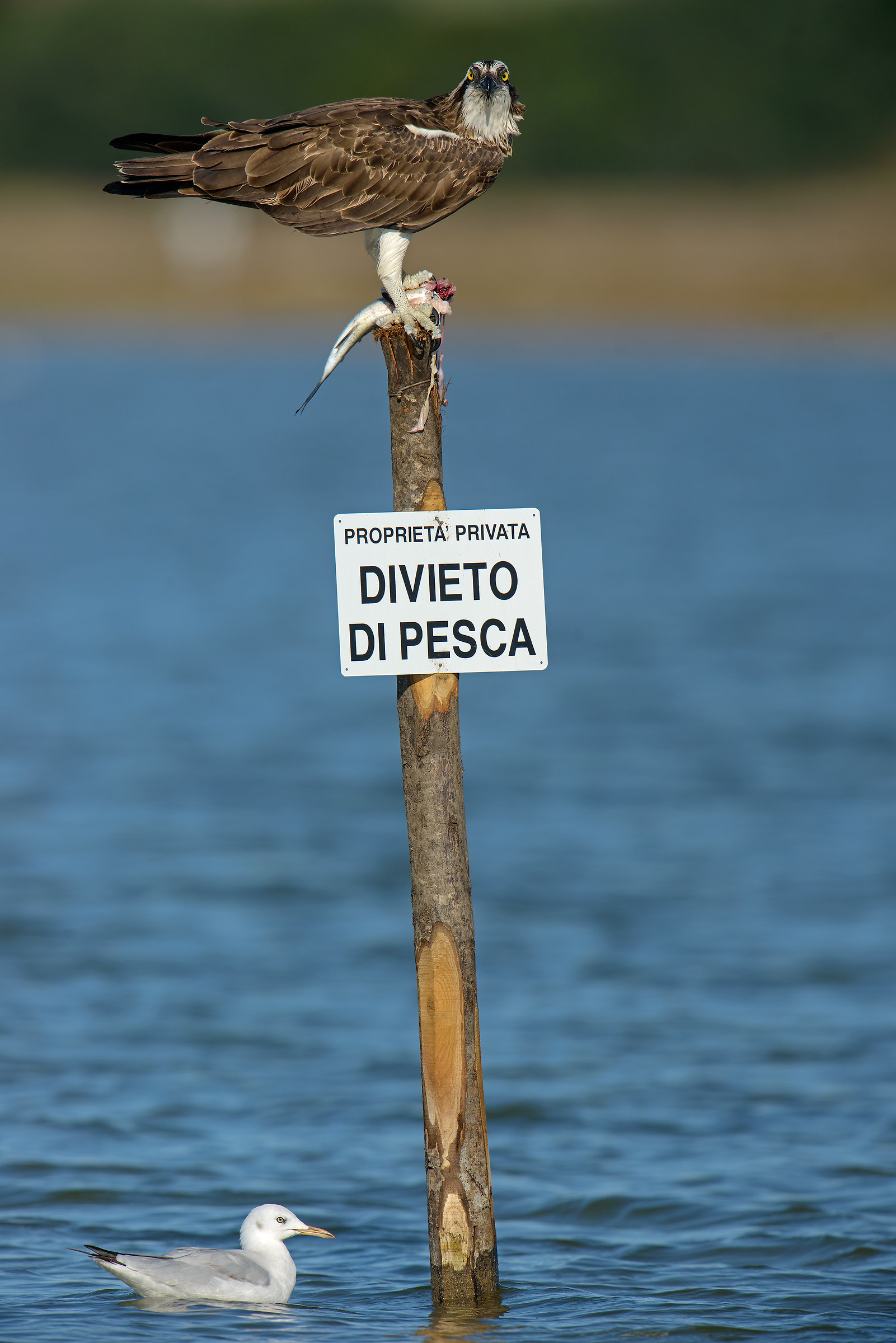 the hawk and the gull