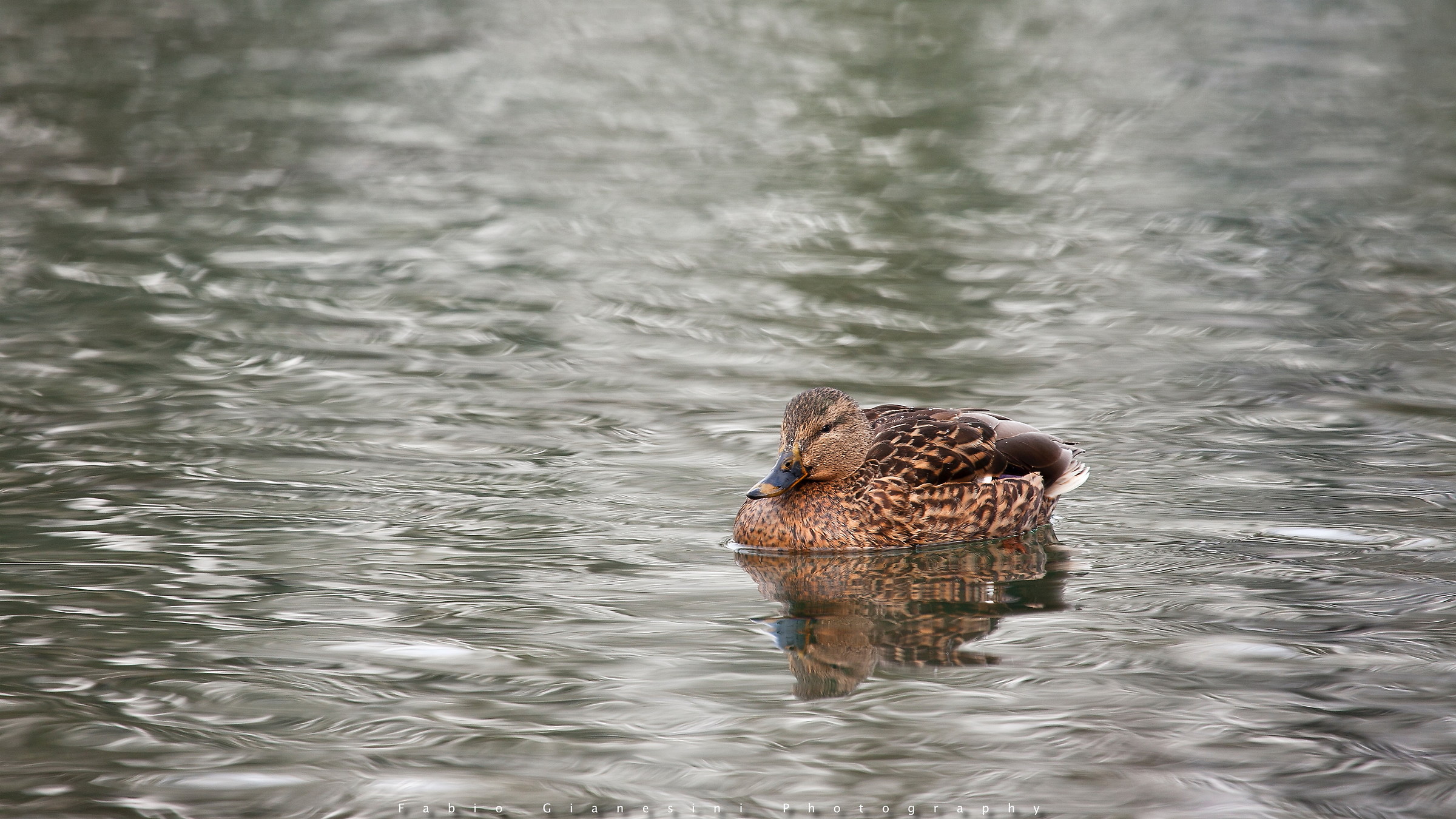 Reflections of Winter