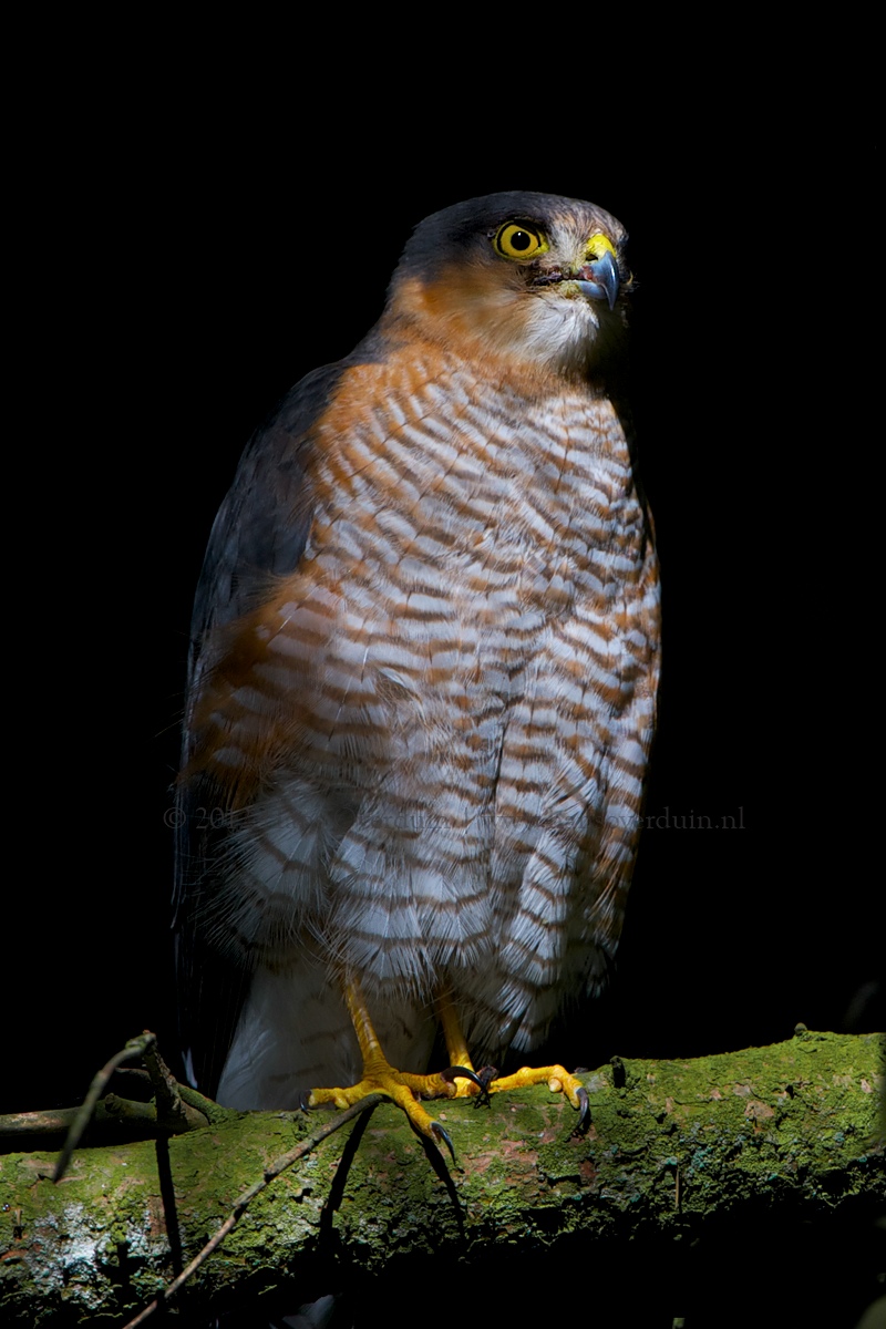 Sparrow-hawk Male